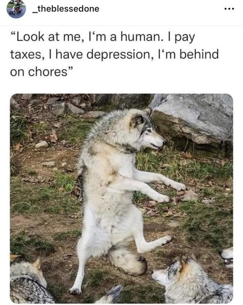 Funny Animals, Dog Memes, Animal Memes, Cute Funny Animals, Bones Funny, Funny Laugh, Funny Posts, Funny Cute, Really Funny