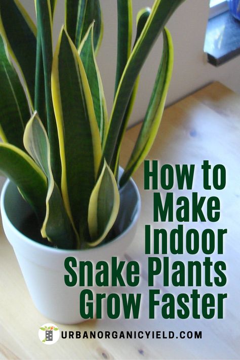 Repotting Snake Plant, Snake Plant Indoor, Plant Diy, Snake Plant Care, Tanaman Pot, Snake Plants, Household Plants, Plant Care Houseplant, Indoor Plant Care