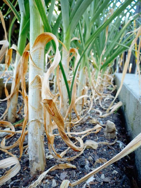 Planting For Beginners, When To Harvest Garlic, Garlic Planting, Harvest Garlic, Garlic Garden, Garlic Flower, Harvesting Garlic, Planting Garlic, Garden Layout Vegetable