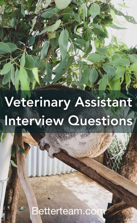 Top 5 Veterinary Assistant interview questions with detailed tips for both hiring managers and candidates. Vet Tech Interview Outfit, Vet Assistant Tips, Interview Questions To Ask, Job Interview Outfit, Veterinary Assistant, Job Description Template, Vet Assistant, Diagnostic Imaging, Tech Job