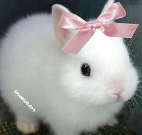 X Aesthetic Bunny Pfp, Bunny Meme, Glam Doll, Girl Memes, Funny Bunnies, Bunny Girl, Cute Profile Pictures, Just A Girl, Just Girl Things