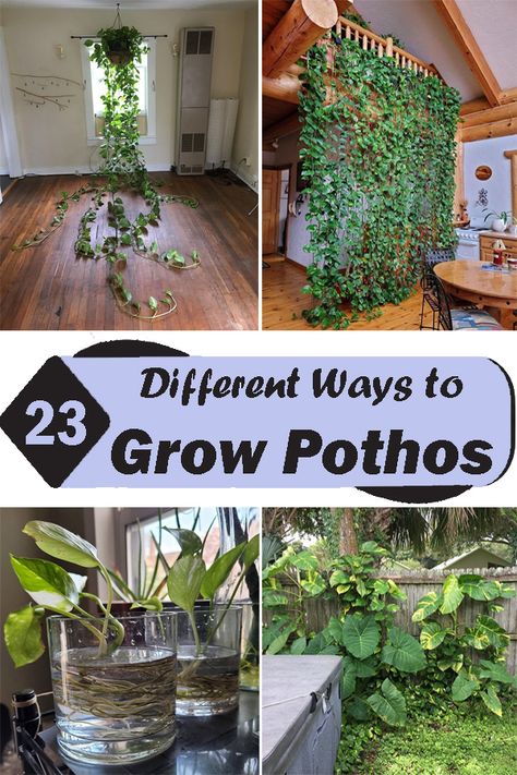 Pothos Plant Growing Up Wall, Indoor Pothos Wall, Pothos Design Ideas, Philodendron Trellis Diy, Plant Vine Around Mirror, Hanging Pothos On Wall, Climbing Pothos Wall, Pothos Plant Hanging, Indoor Vine Trellis