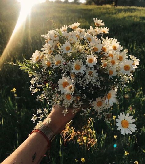 Sunflowers And Daisies, Daisy Wallpaper, Daisy Bouquet, Nothing But Flowers, Flower Therapy, Beautiful Bouquet Of Flowers, Chamomile Flowers, Foto Art, Spring Aesthetic