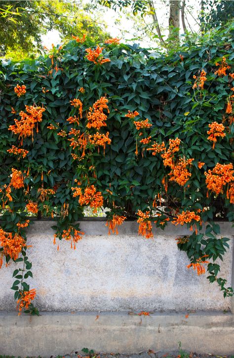 5 Fast-Growing Perennial Climbing Flowering Vines Climbing Flowering Vines, Perennial Flowering Vines, Wall Climbing Plants, Fast Growing Vines, Creeping Vines, Climber Plants, Climbing Trellis, Vine Trellis, Evergreen Vines