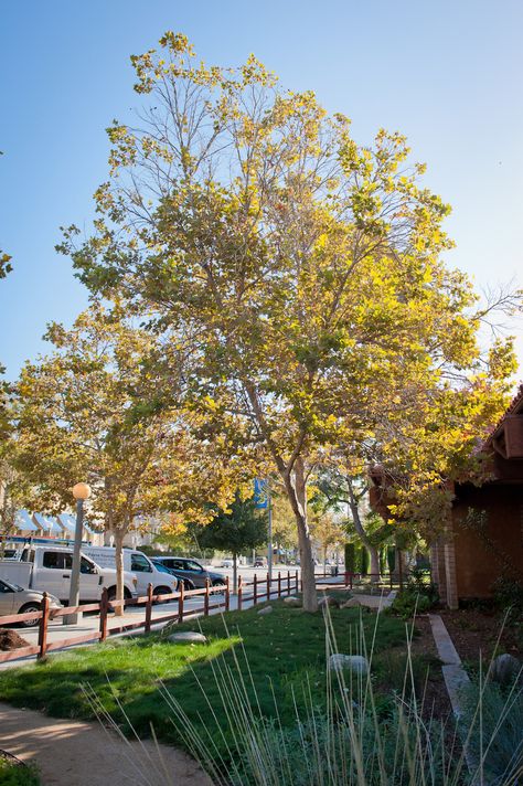 Sycamores provide abundant shade and need significant space to grow. Click link for more California native tree ideas. Best Trees For Privacy, California Trees, Trees For Privacy, Fremont California, Privacy Shades, Street Trees, Shade Trees, Landscaping Tips, Tree Ideas