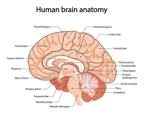 Human brain, anatomical illustration in cartoon style Human Brain Drawing, Human Brain Diagram, Brain Anatomy And Function, Human Brain Anatomy, Anatomical Illustration, Biology Drawing, Brain Diagram, Biology Diagrams, Brain Drawing