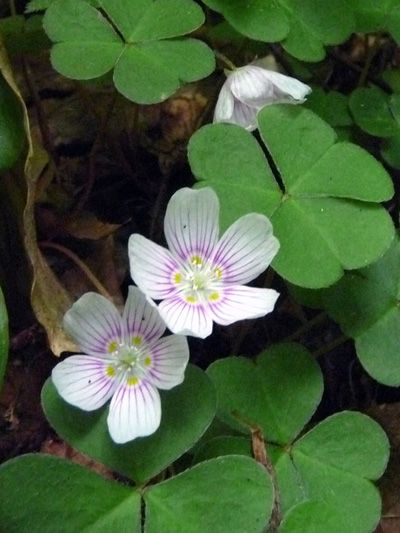 Common wood-sorrel (Oxalis montana) wet shade plant/ ground cover Sorrel Flower, Plant Ground Cover, Oxalis Plant, Sorrel Plant, British Wildflowers, Shamrock Plant, Shady Garden, Wood Sorrel, Woodland Flowers