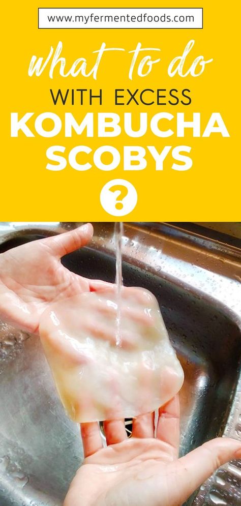 Extra Scoby Uses, Kombucha Scoby Recipes, Diy Kombucha, Kombucha Flavors, Kombucha Scoby, How To Brew Kombucha, Homemade Kombucha, Kombucha Recipe, Homestead Kitchen