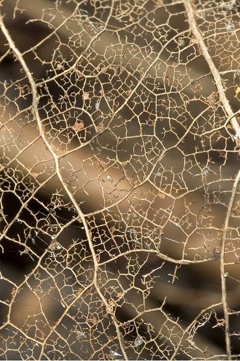 Leaf Skeleton Photography, Decay Photography Nature, Leaf Veins Art, Decay In Nature, Abstract Leaf Pattern, Printing With Leaves, Natural Texture Art, Leave Skeleton, Abstract Nature Photography