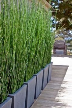 Horsetail Reed, Bamboo Screen, Wall Screen, Patio Privacy Screen, Screen Wall, Privacy Plants, Patio Privacy, Privacy Fence Designs, Privacy Landscaping