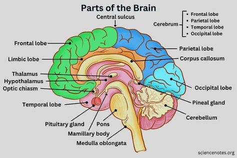 Parts Of The Brain Psychology, Function Of The Brain, Brain Functions Diagram, Parts Of The Brain And Its Function, Brain Labelled Diagram, Part Of The Brain, Parts Of Brain And Function, Labelled Diagram Of Brain, Biology Diagrams Anatomy And Physiology