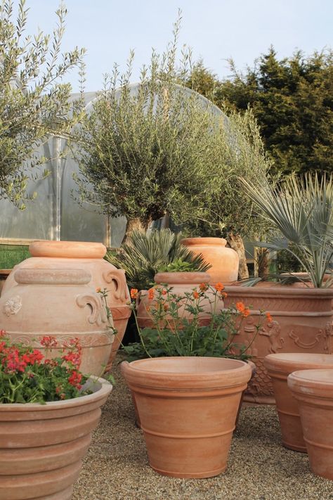 Teracota Pot Plant, Flowers In Terracotta Pots, Outdoor Pot Plants, Mediterranean Pots, Italian Courtyard Garden, Italian Plants, Italian Terracotta Pots, Tuscan Terracotta, Italian Terra Cotta Pots