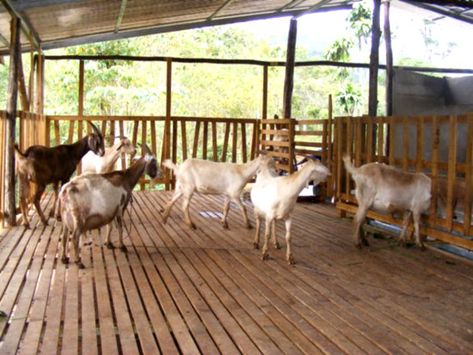 Goat Housing, Cow Shed Design, Cattle Housing, Goat Fence, Sheep House, Goat Shed, Goat Pen, Goat Shelter, Goat House