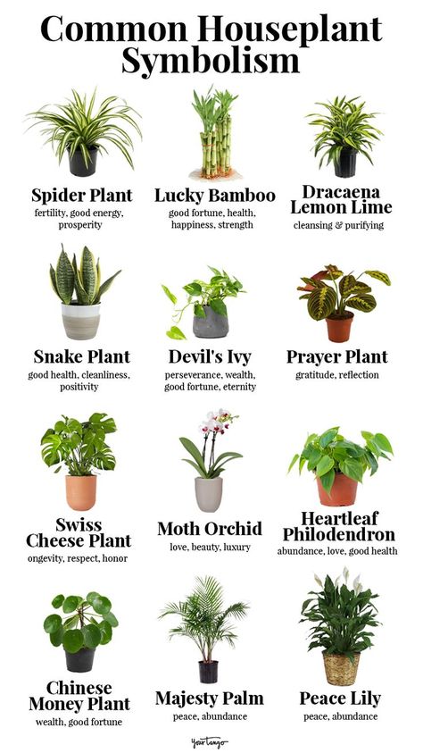 Plant Symbolism, Plant Meanings, Terrariums Diy, Tattoo Plant, Tanaman Indoor, Household Plants, Plant Care Houseplant, Prayer Plant, Inside Plants