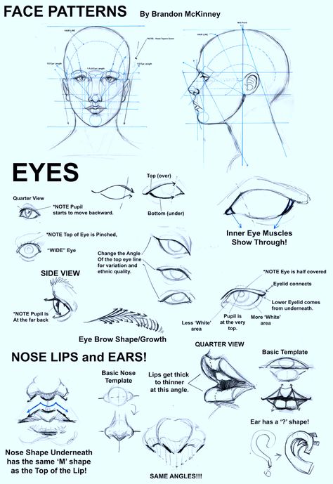 Proportion Art, Portrait Drawing Tips, Facial Proportions, Face Proportions, Human Anatomy Art, Anatomy Sketches, Portraiture Drawing, Drawing Exercises, Human Head