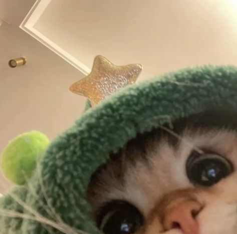 Stars, A Cat, Green