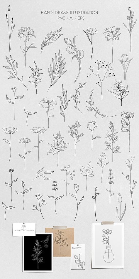 Botanical line drawing