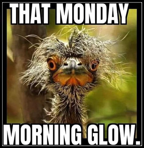 Monday Morning Humor, Happy Monday Quotes, Monday Morning Quotes, Funny Day Quotes, Morning Memes, Good Morning Funny Pictures, Monday Memes, Monday Humor, Funny Good Morning Quotes