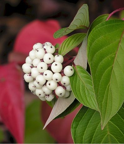 Red Osier Dogwood (Cornus sericea ssp. stolonifera) Cornus Sericea, Red Osier Dogwood, Christmas Stationary, Dogwood Flower, Dogwood Flowers, Fall Garden, Autumn Garden, Native Plants, Pretty Flowers