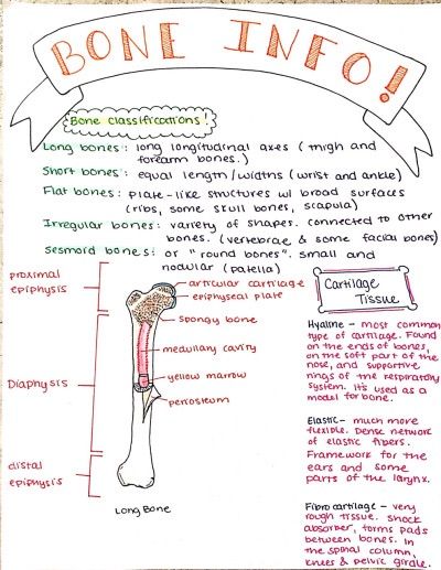 anatomy notes Cardiothoracic Surgeon, Notes Anatomy, Anatomy Notes, Basic Anatomy And Physiology, Medicine Notes, Nurse Study Notes, Nursing Student Tips, Medical Student Study, Nursing School Survival