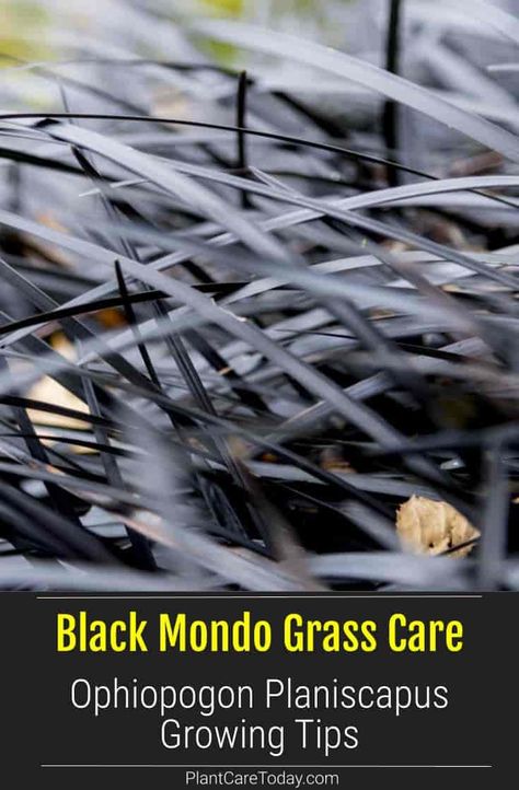 Black Mondo Grass (Ophiopogon Planiscapus) small evergreen, tufts of leaves resembling grass, leaves turn from green to dark purple. [DETAILS] Black Leaf Plants, Plants With Black Leaves, Black Mondo Grass Landscaping Ideas, Black Mondo Grass In Pots, Black Mondo Grass Ideas, Black Mondo Grass Landscaping, Black Grass Plant, Moss That Grows In Full Sun, Ophiopogon Planiscapus