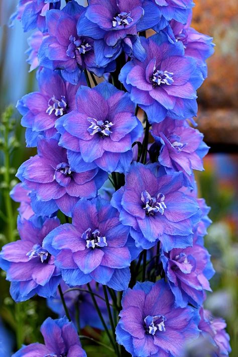 Delphinium elatum 'Blue Lace' Delphinium Flowers, Deer Resistant Plants, Purple Garden, Unusual Flowers, Flower Spike, Delphinium, Exotic Flowers, Beautiful Blooms, Flowers Nature