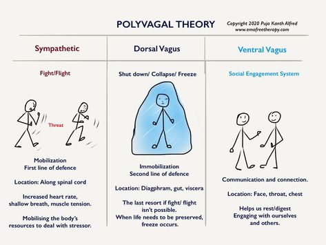 Polyvagal Theory | EFT & Counseling for Personal Peace Blog Eft Interventions, Personal Peace, Sympathetic Nervous System, Polyvagal Theory, Nervus Vagus, Internal Family Systems, Mental Health Counseling, Vagus Nerve, Therapy Counseling