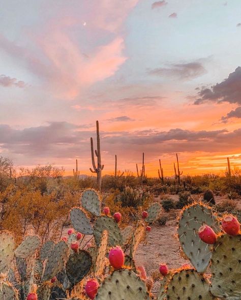 Mexico Landscape Photography, Boho Aesthetic Pictures, Desert Gothic, Sunset Cactus, Summer Desert, Widget Pics, Retro Desert, Desert Aesthetic, Collage Des Photos