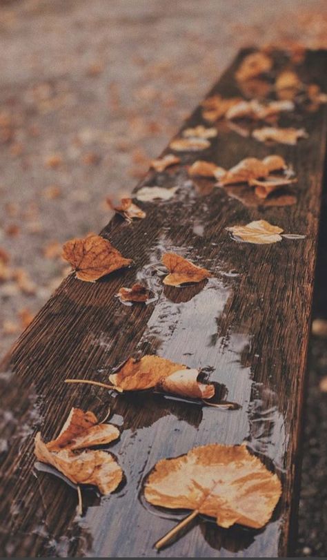 Rainy Fall, Autumn Instagram, Autumn Rain, Autumn Magic, Image Nature, Fallen Leaves, Autumn Scenery, Fall Feels, Best Seasons