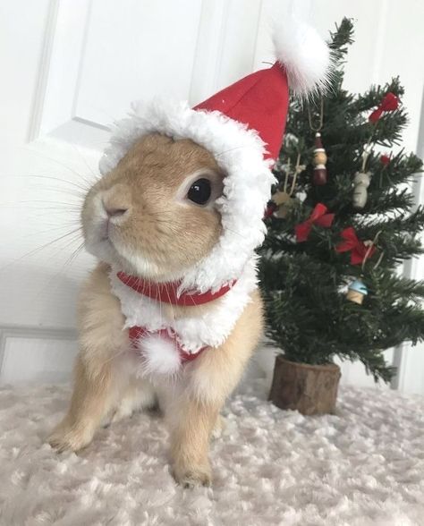 Christmas Pet Photos, Bunny Aesthetic, Pet Bunny Rabbits, Cute Buns, Animal Babies, Cute Bunny Pictures, Christmas Bunny, Kawaii Bunny, Bunny Pictures