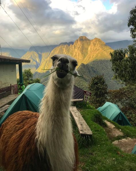 Who’s ready for the tea on Cusco? 🍵 One of The Rife Guide’s favorite cities for food, animals and outdoor activities. Tomorrow’s article features all the inspo you need before visiting the pearl of Peru! 🇵🇪 • Click the link in our bio to sign up for our weekly Tuesday articles. We promise they are as cool as Cusco! 😏 • www.therifeguide.com #therifeguide #cusco #peru #andesmountains #trekking #incatrail #machupicchu #llamas #wayout Backpacking South America, Backpacking Asia, Cusco Peru, Peru Travel, 2025 Vision, South America Travel, Machu Picchu, Travel Scrapbook, Nature Girl