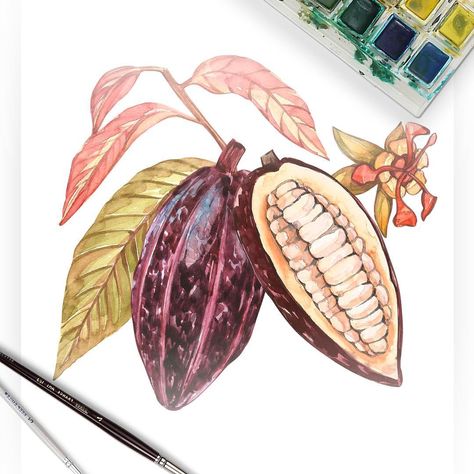 Cacao beans #chocolate #cacao #watercolor #ilustration Cocoa Plant, Cocoa Fruit, Cacao Fruit, Chocolate Packaging Design, Cacao Beans, Food Graphic Design, Fruit Painting, Theobroma Cacao, Botanical Drawings