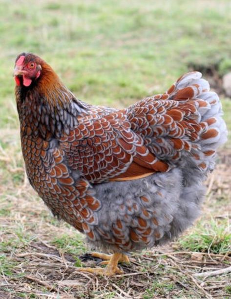 Best of the Beautiful Bird Breeds | BackYard Chickens - Learn How to Raise Chickens Blue Laced Wyandotte, Blue Laced Red Wyandotte, Wyandotte Chicken, Bird Breeds, Fancy Chickens, Beautiful Chickens, Crazy Chicken Lady, Keeping Chickens, Hatching Eggs