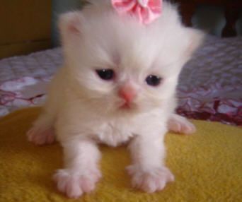 ꒦꒷꒦꒷꒦꒷♡꒷꒦꒷꒦꒷꒦꒷꒦ Fat Kitten, Cute Small Animals, Silly Cats Pictures, Pg Slot, Magical Garden, Baby Kittens, Make Friends, Silly Animals