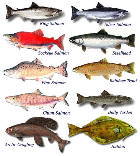 salmon Salmon Species, Chum Salmon, Fish Chart, Species Guide, Halibut Fishing, Ikan Air Tawar, Alaska Salmon, Homer Alaska, Alaska Fishing