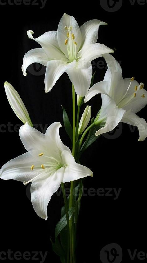 AI Generative lilium candidum white flowers blooming Nature, White Lily Meaning, White Lillie’s, Lilly Reference, White Lilium, Lily Meaning, Lilium Candidum, Lilium Flower, White Lillies