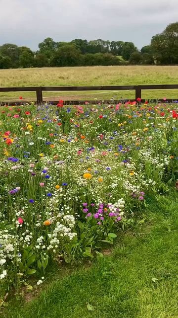 Wild Flower Gardens, Wildflower Bouquets, Yes Or Yes, Wild Flower Meadow, Meadow Garden, Cut Flower Garden, Wildflower Garden, Pollinator Garden, Flower Gardens