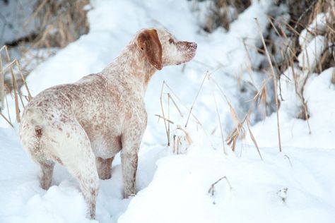 Braque Du Bourbonnais, Spotted Dog, American Kennel Club, Medium Sized Dogs, Mixed Breed, Hunting Dogs, Short Coat, Dog Breed, Dog Breeds