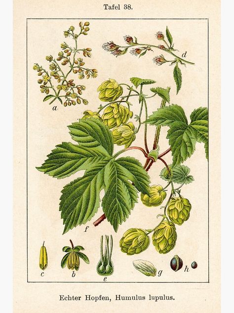 "Vintage German botanical illustration - Humulus lupulus (hop)" Poster by Gardenlibrary | Redbubble Hops Vine, Hops Plant, Hop Flower, Humulus Lupulus, Foto Transfer, Botanical Collection, Botanical Drawings, Tiny Flowers, Vintage Botanical