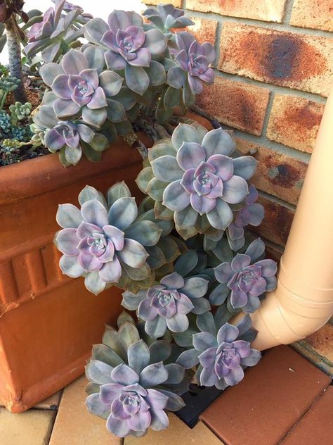 Graptopetalum Purple Delight Replanting Succulents, Suculent Plants, Purple Succulents, Cactus Planta, Succulents Decor, Succulent Gardening, Succulents In Containers, Succulent Terrarium, Rare Succulents