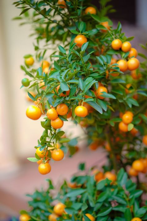 Citrus Tree, Tree Fort, Orange Skin, Orange Grove, Citrus Aurantifolia, Citrus Sinensis, Specimen Trees, Citrus Trees, Fall Day