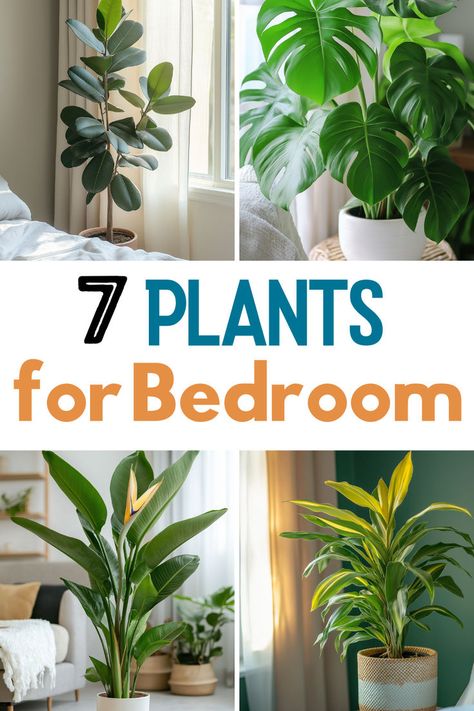 An inviting bedroom layout with two plants prominently displayed. On the left, a rubber plant with broad leaves positioned beside a window, basking in sunlight. On the right, a lush monstera plant with its characteristic split leaves in a stylish pot. The text overlaying the image reads "7 PLANTS for Bedroom" in a contemporary font that stands out against the backdrop. Indoor Plants For Bedroom, Plants For Oxygen, Plants For Bedroom, Snake Plant Decor, Healthy Bedroom, Best Bedroom Plants, Best Plants For Bedroom, Bedroom Shelves, Indoor Plants Low Light