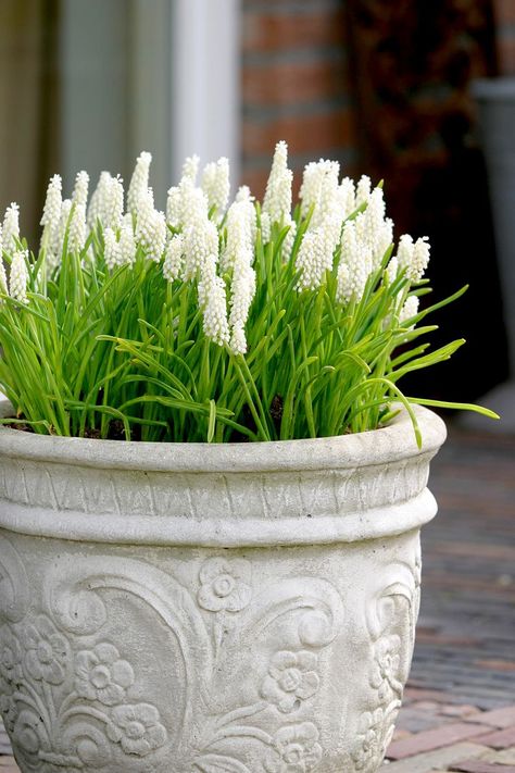 Container Garden, Garden Bulbs, Stunning Gardens, White Pots, Spring Planter, Container Gardening Flowers, Flower Pot Garden, Spring Bulbs, Seasonal Garden