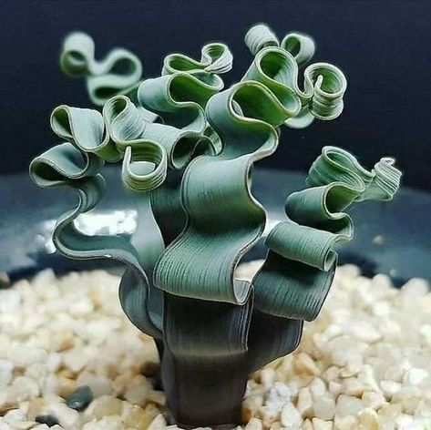 Strange Plants, Alien Plants, Interesting Plants, Beautiful Bonsai, نباتات منزلية, Weird Plants, Types Of Succulents, Succulent Gardening, Unusual Plants