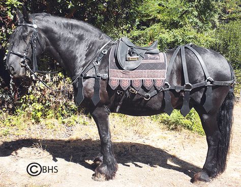 The Baroque Horse Store  I have always wanted a Friesan...I don't know how good this would look on my Quarter horse haha... Horse Barding, Horses Tack, Horse Costume, Medieval Horse, 3 Horses, Horse Costumes, Horse Armor, Horse Equipment, Horse Gear