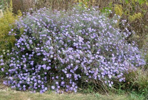 Aromatic Aster, Prairie Plants, Monarch Butterfly Garden, Naturalistic Garden, Prairie Planting, Fall Blue, Pollinator Plants, Light Purple Flowers, Moon Nursery