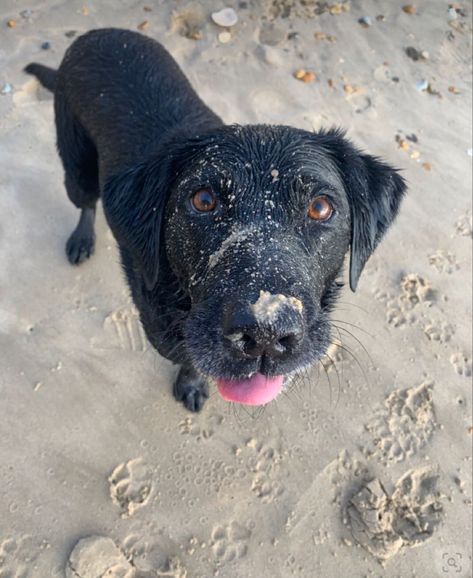 Dog Labrador, Dog Black, Dog Beach, Black Lab, Black Dog, Beach Babe, Cute Dog, A Black, Labrador