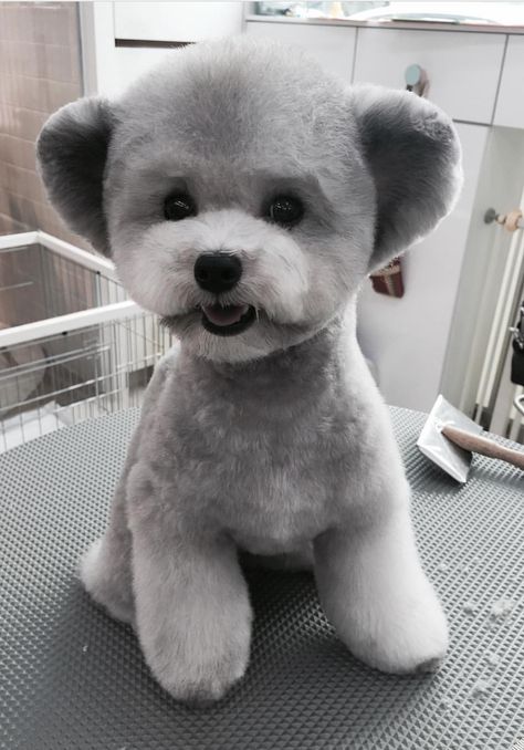 Toy silver poodle groomed to perfection! Toy Poodle Haircut, Yorkie Poodle, Toy Poodle Puppy, Silver Poodle, Poodle Grooming, Dog Grooming Business, Best Dog Breeds, Poodle Puppy, Cute Pet