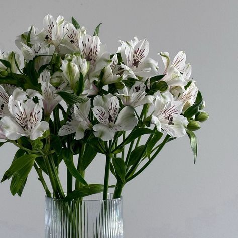 Alongside our subscriptions, we’re also offering beautiful seasonal bunches available for one-time orders! —Like these Alstroemeria in white or pink. 📅 Delivering every Thursday—place your order by Wednesday at 12PM to receive your blooms that week! #BouquetAndBunch #FlowerDelivery #SeasonalFlowers#alstroemeria#freshflowersmelbourne#melbourneflowerdelivery Alstroemeria Bouquet, Place Your Order, Seasonal Flowers, Flower Delivery, Pink, White