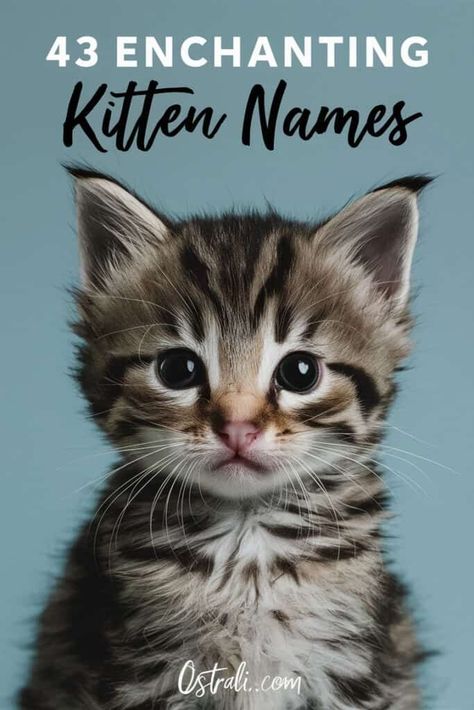 Cute Kitten Names Girl, Cute Names For Kittens, Gray Kitten Names, Grey Kitten Names, Kitten Names Boy, Kittens Names, Cute Kitten Names, Fancy Girl Names, Kitten Names Unique